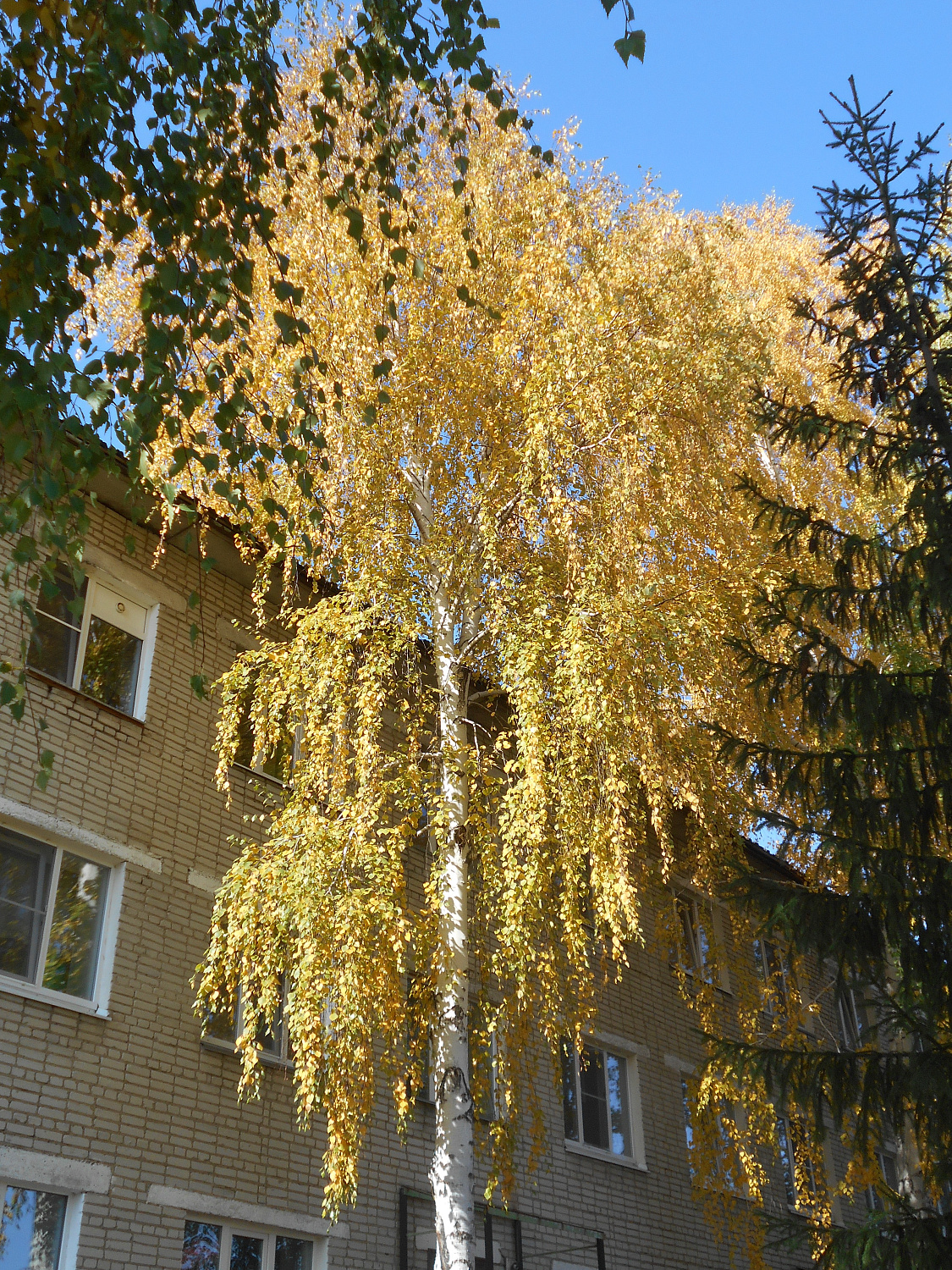 Осенние мотивы Виктора Керна